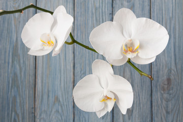 Romantic white orchid on the blue wooden background