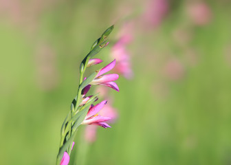 Wild pink flowers in grasss