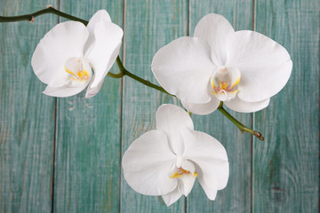 Romantic white orchid on the green wooden background