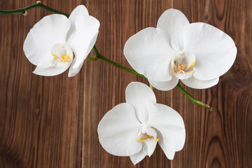 Romantic white orchid on the brown wooden background