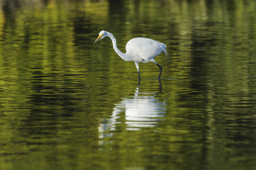 Great Egret Fort De Soto lagoon