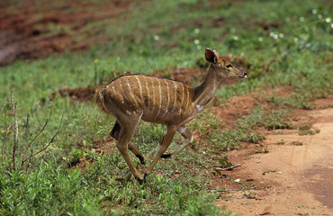 Tragelaphus buxtoni / Nyala des montagnes