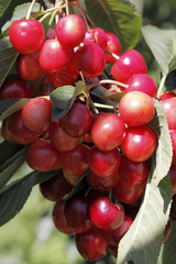 Prunus x avium / Cerisier / Cerise 'Sweet White'