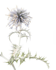 Echinops ritro / Echinops azurée