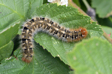 Lasiocampa quercus / Bombyx du chêne / Chenille