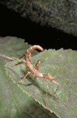 Extatosoma tiaratum / Phasme à tiare