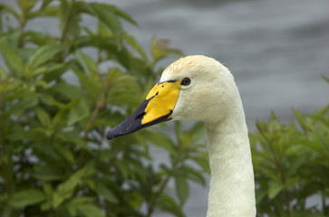 Cygnus cygnus cygnus / Cygne chanteur