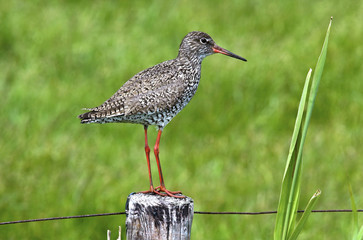 Tringa totanus / Chevalier gambette