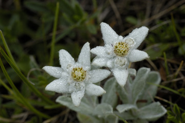 Leontopodium alpinum / Edelweiss