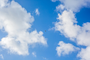 Obraz premium Clouds with blue sky , flying seagull