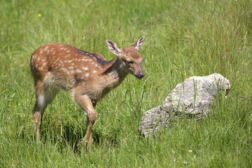 Fawn fallow deer (Dama dama) walking in the great herbs