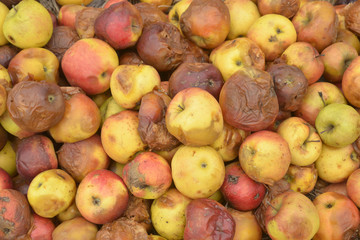 Rotten apple, many apple