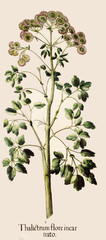Thalictrum  aquilegifolium / Pigamon à feuilles d'ancolie