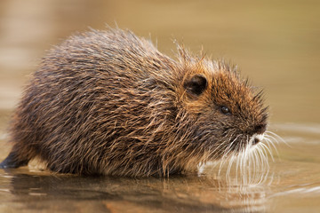 coypu, myocastor coypus, Czech republic