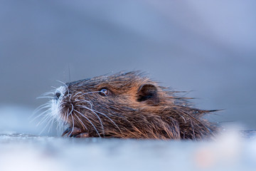 coypu, myocastor coypus, Czech republic