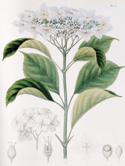 Illustration botanique / Hydrangea macrophylla 'Belzonii' / Hortensia
