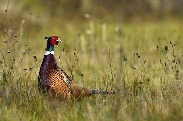 Phasianus colchicus / Faisan de Colchide / Faisan de chasse