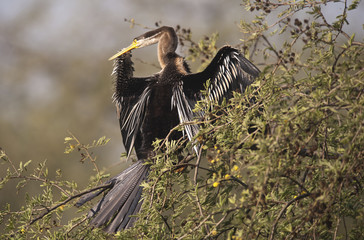 Anhinga melanogaster / Anhinga roux / Oiseau serpent