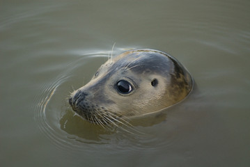 Phoca vitulina vitulina / Phoque veau marin de l'Atlantique