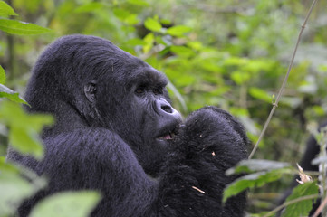 Gorilla gorilla beringei : Gorille de montagne