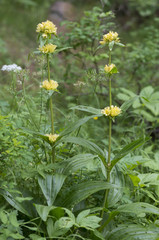 Gentiana burseri subsp. villarsii / Gentiane de Villars