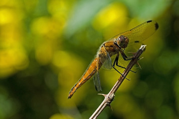 Libellula fulva / Libellule fauve