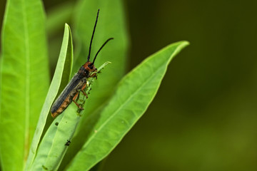 Oberea erythrocephala / Obérée