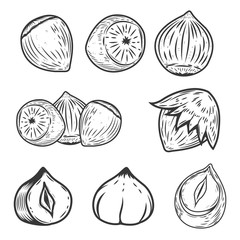 Set of hazelnuts icons isolated on white background. Design elem