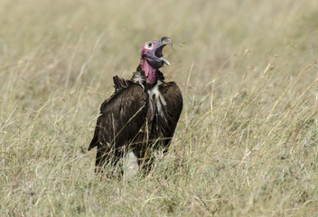 Aegypius tracheliotus / Vautour oricou