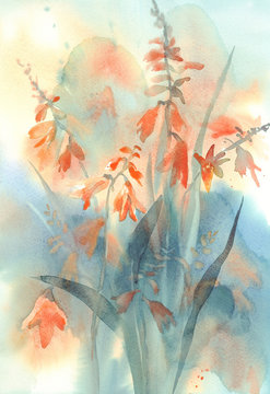 Crocosmia orange flower watercolor