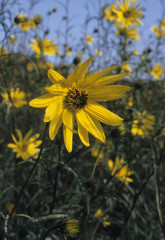 Helianthus grosseratus / Soleil