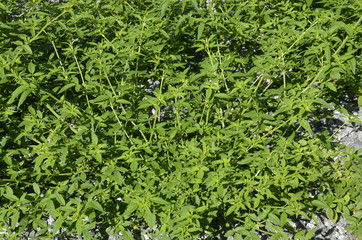 Cedronella canariensis / Baume de Galaad / Baume de Gilead