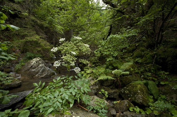 Angelica sylvestris / Angélique sauvage