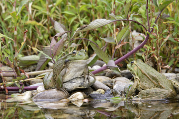Rana esculenta / Grenouille verte