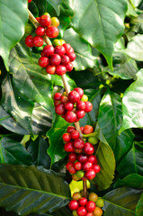 coffee beans on tree