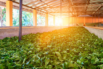 drying process of the tea leaves at a tea factory