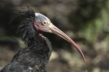 Geronticus eremita / Ibis chauve