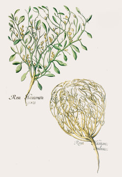 Illustration botanique / Anastatica hierochuntica / Rose de Jéricho