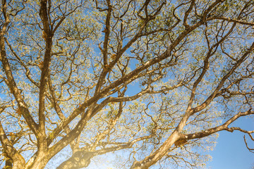 view of treetops. Background autumn - branches of a tree in autu