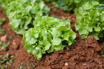 Lettuce on the ground