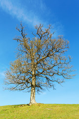 Lonely tree on a hill