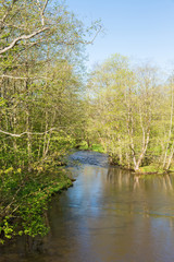 River at a deciduous forest in spring