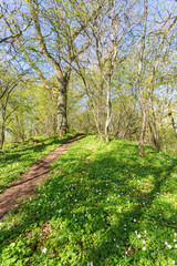 Fototapeta na wymiar Hiking trail through the forest in spring