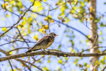 Fototapeta premium Fieldfare on a branch in spring woods
