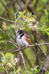 Reed bunting sitting on a branch of in spring