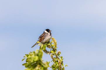 Treetop in spring with a Reed Bunting