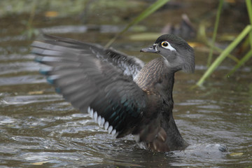 Aix sponsa / Canard carolin