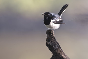 Copsychus saularis / Shama dayal