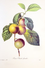 Prunus domestica / Prune 'Reine Claude franche' / Prunier