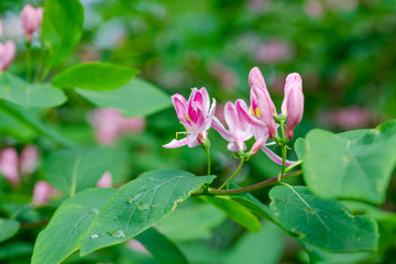 Beautiful flower on a green background.